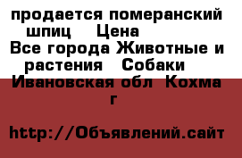 продается померанский шпиц  › Цена ­ 35 000 - Все города Животные и растения » Собаки   . Ивановская обл.,Кохма г.